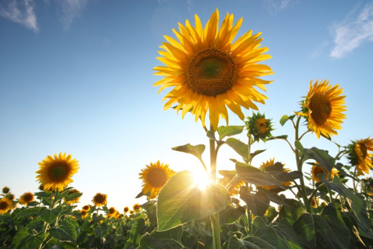 Here Are 8 Flowers That Grow Well From Cheap Seed Packs