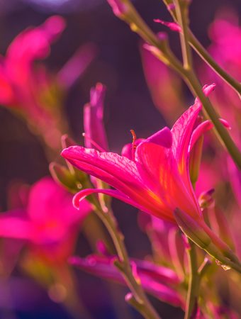 Here Are 11 Hardy Plants That Bounce Back Faster Than You Think After Winter