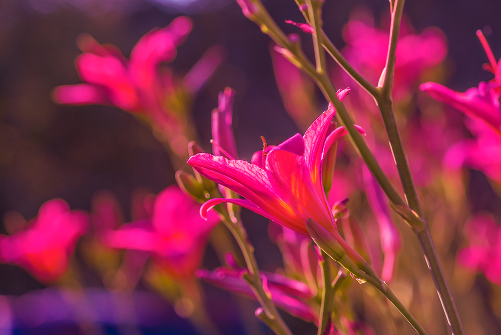 Here Are 11 Hardy Plants That Bounce Back Faster Than You Think After Winter