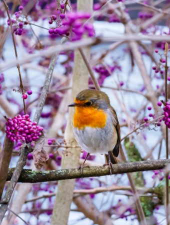 Some Evergreen Shrubs Give Your Garden Color All Winter
