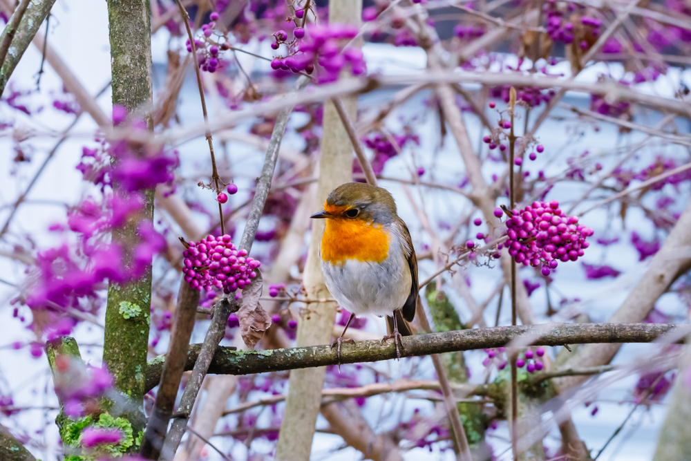 Some Evergreen Shrubs Give Your Garden Color All Winter
