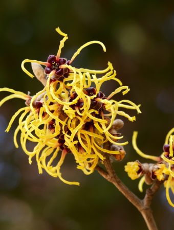 Here Are Plants 10 Plants That Attract Pollinators Even in Cold Weather