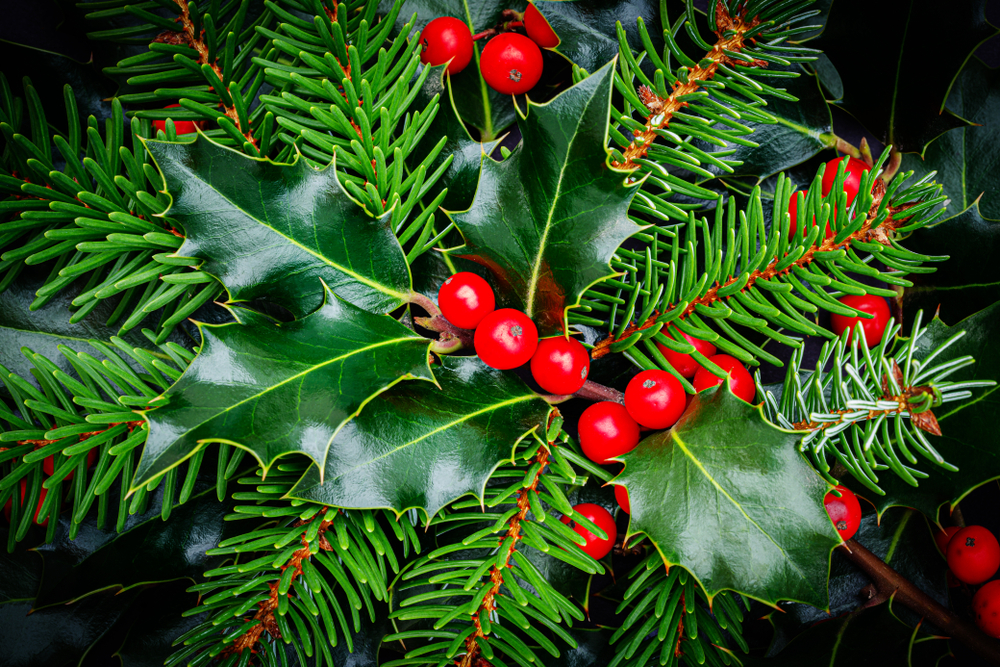 Do Holiday Plants Belong in Your Outdoor Garden or Just Indoors?