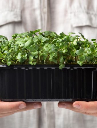 What Garden Bloggers Are Saying About Winter Microgreens