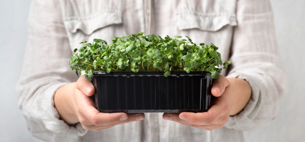 What Garden Bloggers Are Saying About Winter Microgreens