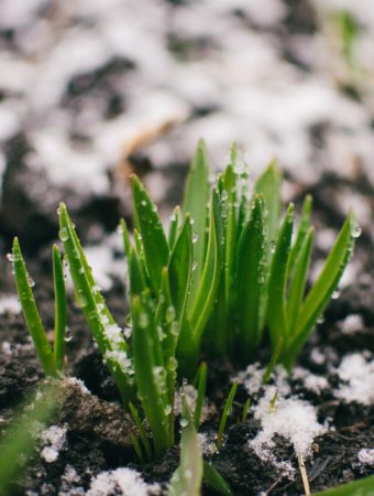 There ARe Types Of Mulch That Best Protect Roots From Winter Freeze