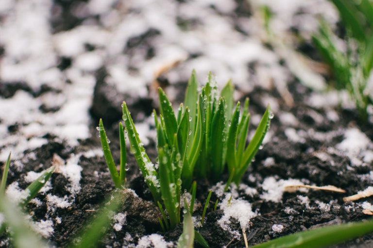 There ARe Types Of Mulch That Best Protect Roots From Winter Freeze