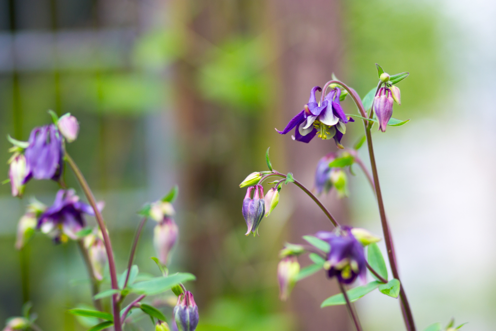 Why Some Plants Refuse to Grow Near Each Other
