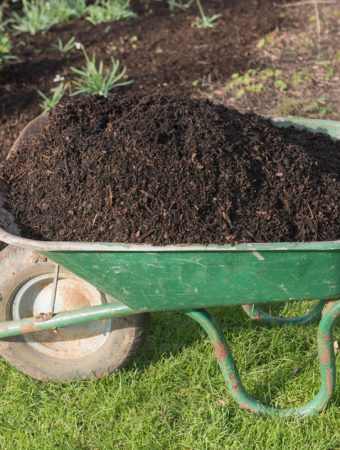Mulching in December Can Save Your Spring Garden