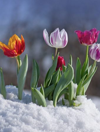 Certain Winter Flowering Bulbs Are Perfect To Plant In December
