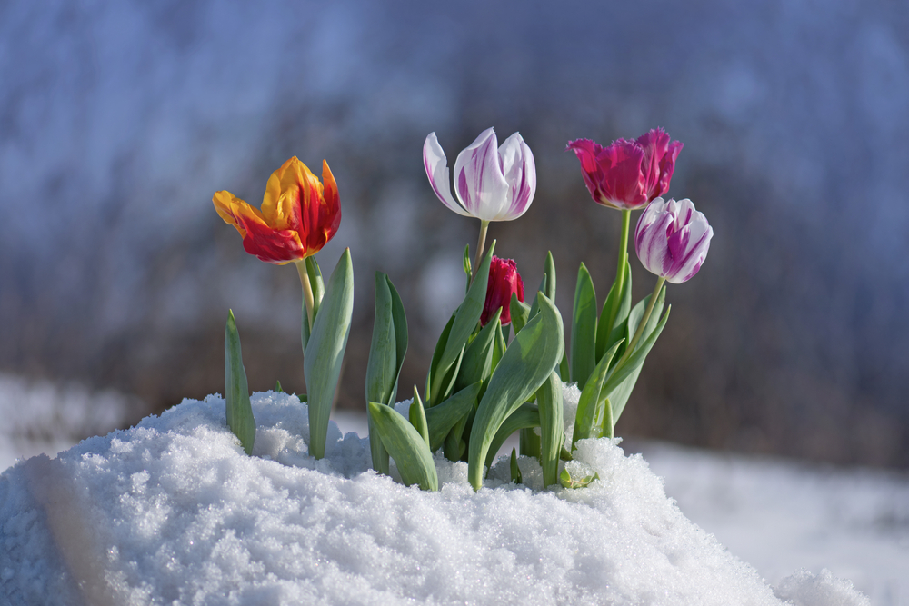 Certain Winter Flowering Bulbs Are Perfect To Plant In December