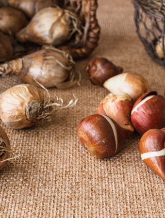 You Should Be Planting Bulbs in December, Not Spring