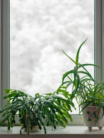 Here Are The Indoor Plants To Rescue And Overwinter From The Garden