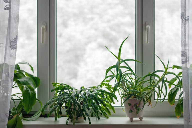 Here Are The Indoor Plants To Rescue And Overwinter From The Garden
