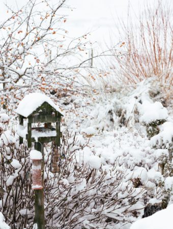 Your Garden Needs Winter Interest Even When Nothing’s Blooming