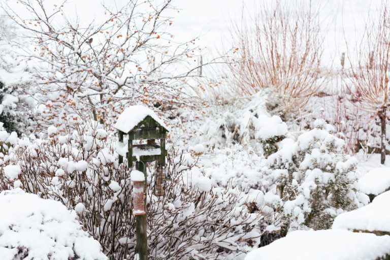 Your Garden Needs Winter Interest Even When Nothing’s Blooming