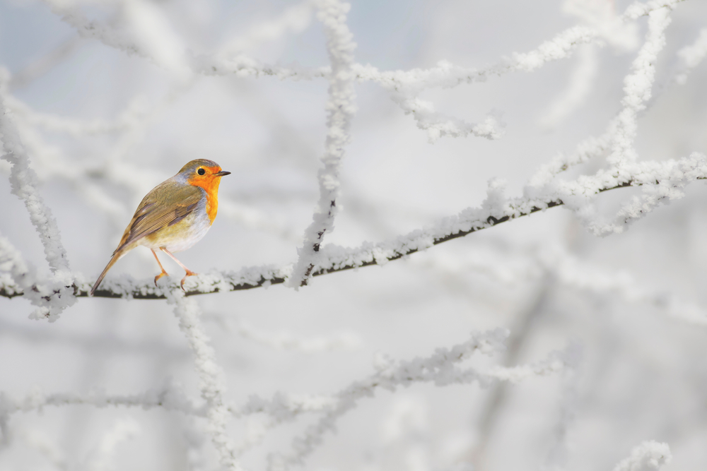 Is Your Garden Wildlife-Friendly in December?