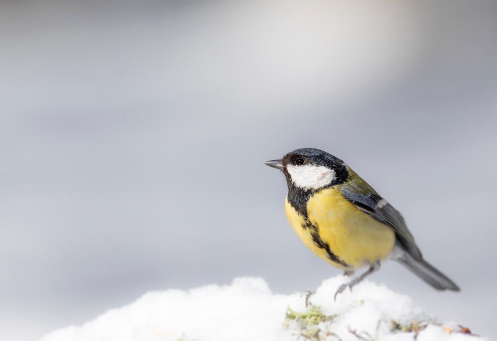 There Are May Birds-&-Wildlife Friendly Plants to Add in Winter