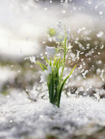 Could Snow Be the Best Mulch Your Garden Gets All Year?