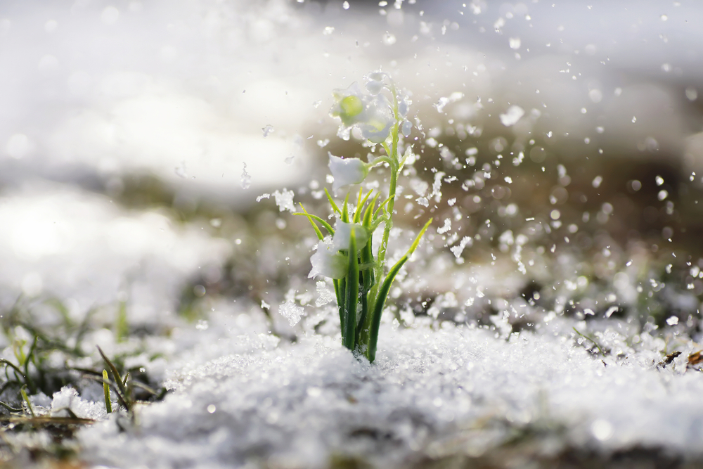Could Snow Be the Best Mulch Your Garden Gets All Year?
