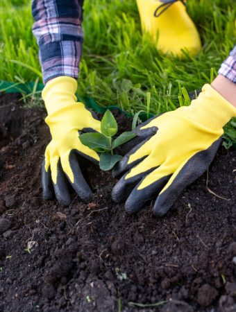 There Are Certain Tools You’ll Need For Your Winter Garden Setup