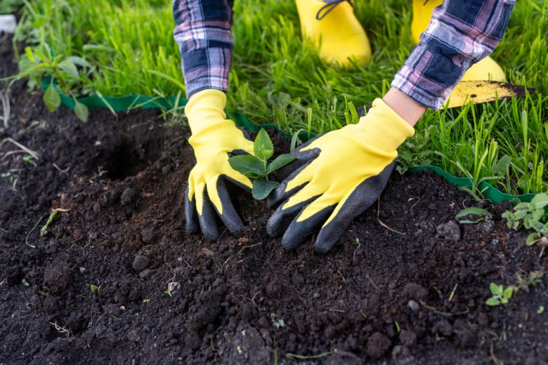There Are Certain Tools You’ll Need For Your Winter Garden Setup