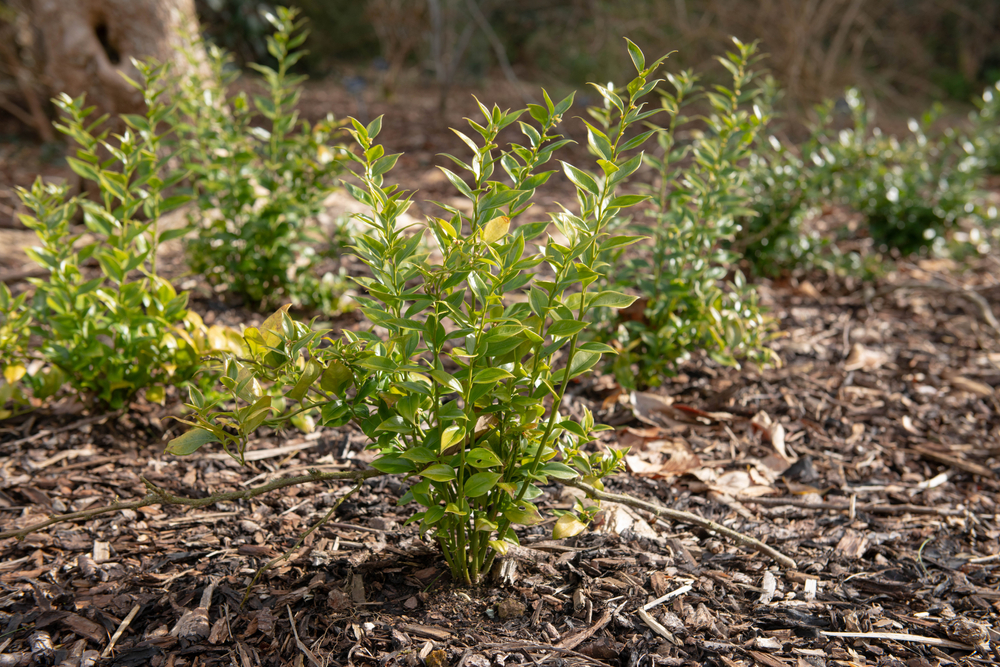 Mulching in December Can Save Your Spring Garden