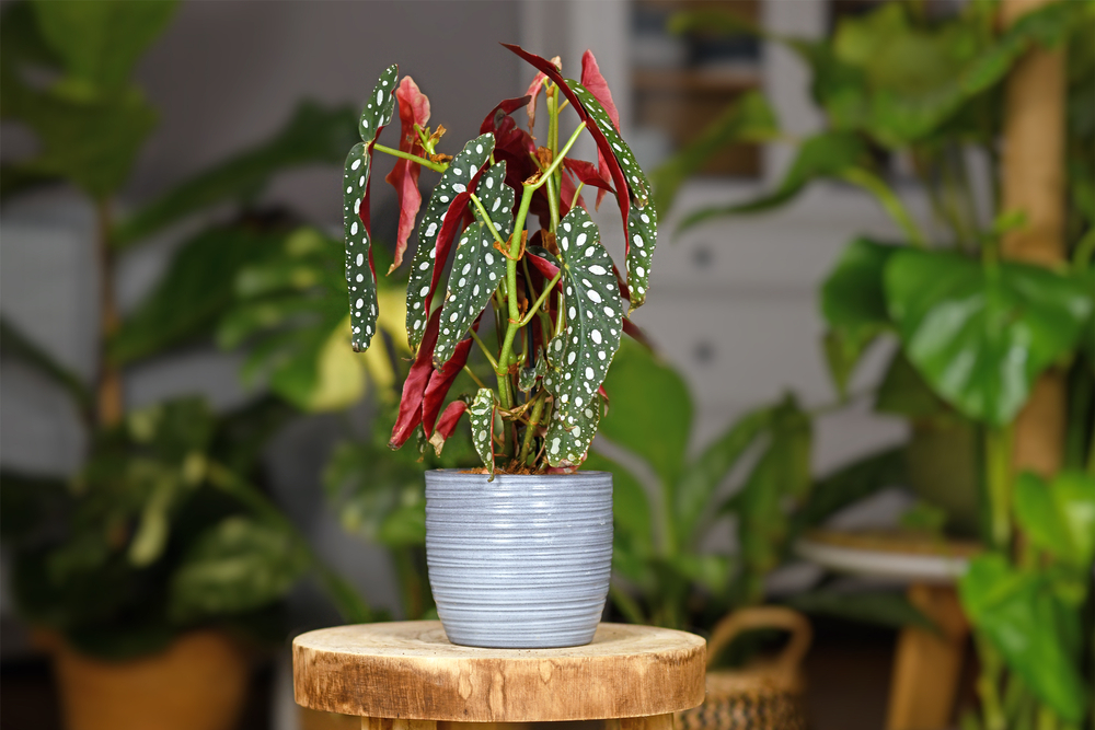 Here Are The Indoor Plants To Rescue And Overwinter From The Garden