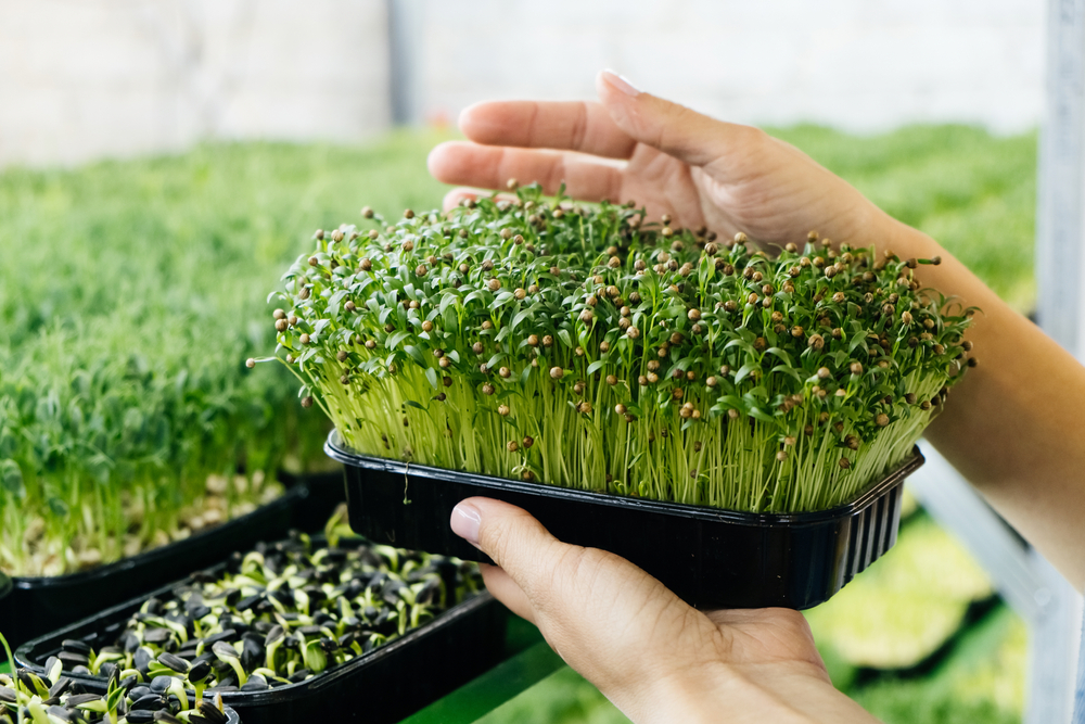 How To Grow Microgreens in a Spare Room This December