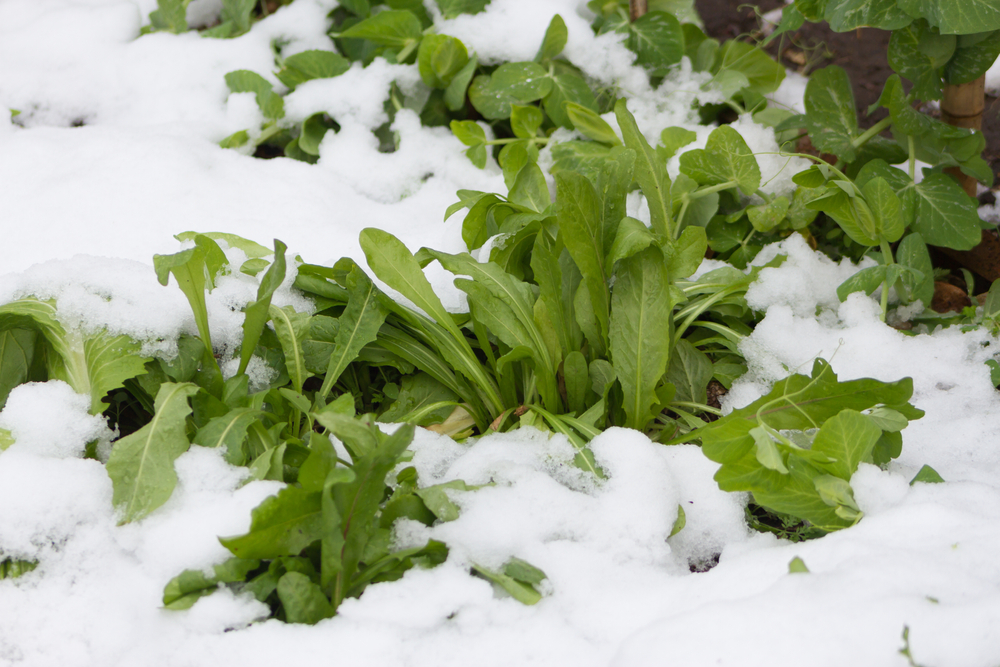Does Your Garden Have the Right Soil Mix for Winter Planting?