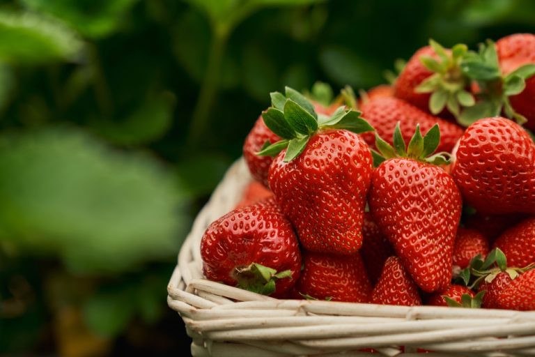 Here Are 8 Backyard Fruits No One Knows You Can Grow in Small Spaces