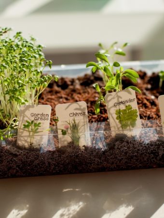 Here Are Indoor Herb Gardens Perfect for the Holiday Season