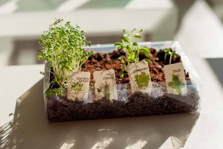Here Are Indoor Herb Gardens Perfect for the Holiday Season