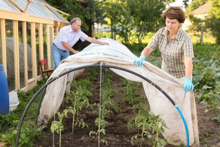 There Are Many DIY Cold-Frame Hacks for Winter Veggies