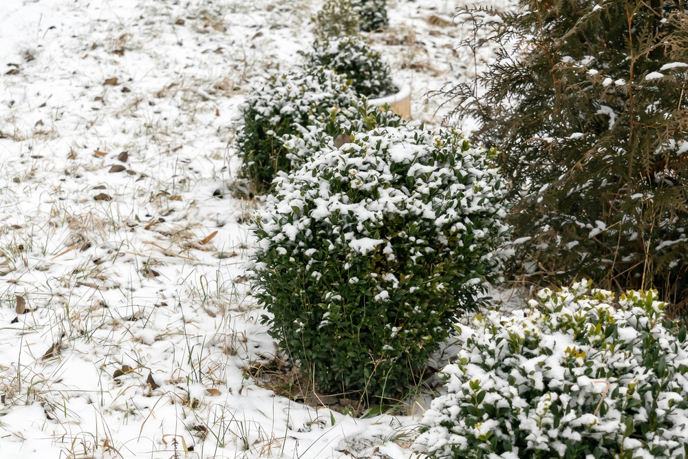 There Are Certain Shrubs With Colourful Bark You’ll Love in Winter Landscapes