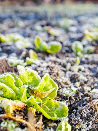 Some Vegetable Varieties Shoot Up Winter Harvests