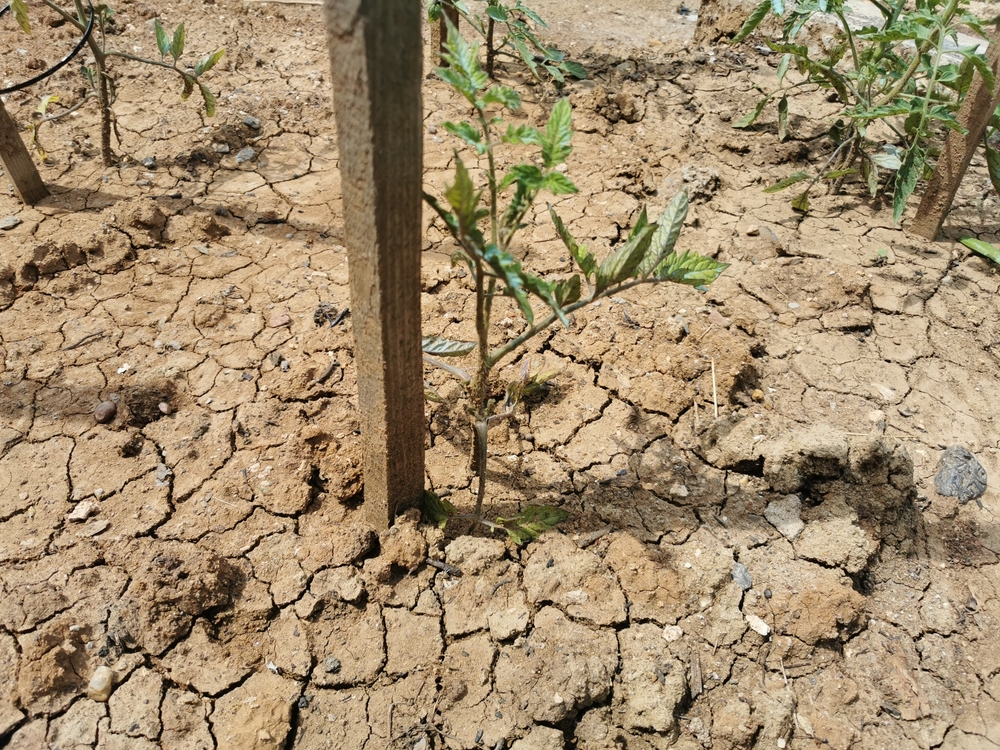 Is Your Garden Prepared for Rapid Temperature Swings?