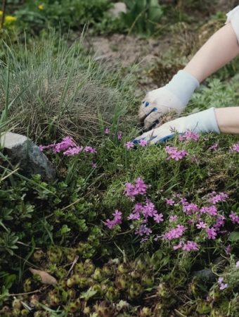Here Are 7 Insidious Weeds That Will Take Over Your Garden if You Ignore Them
