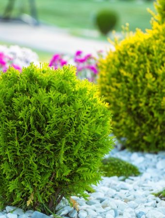 Choose Plants That Thrive When Everything Else Goes Dormant