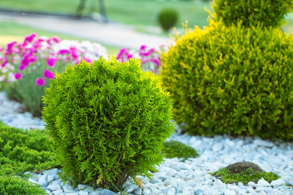 Choose Plants That Thrive When Everything Else Goes Dormant