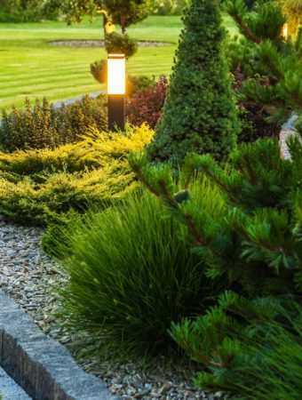 Do Evergreen Trees Belong in a Winter Colour Strategy?