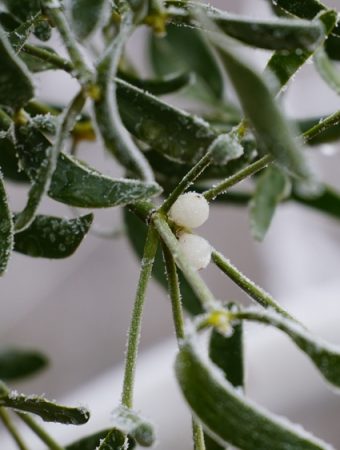 Your Garden Will Not Survive the Freeze Without These Protective Measures
