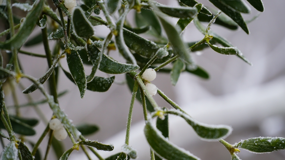 Your Garden Will Not Survive the Freeze Without These Protective Measures