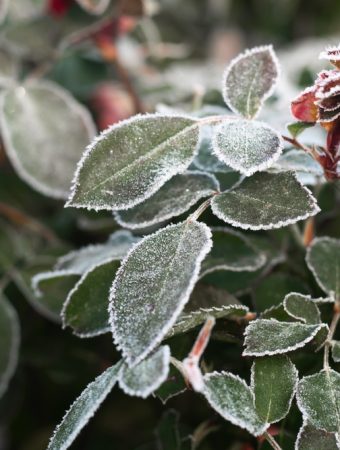 There Are Many Reasons Your Winter Plants Are Dying And What To Do About It