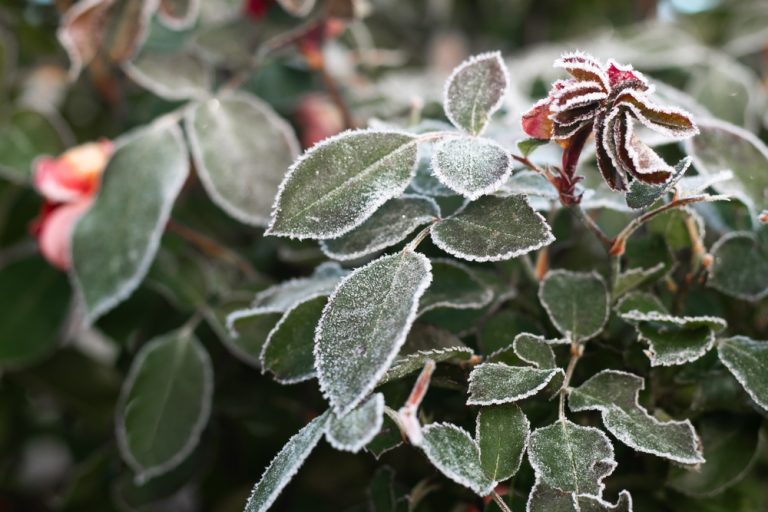 There Are Many Reasons Your Winter Plants Are Dying And What To Do About It