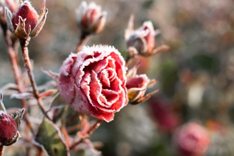 Here Are The Best Cold-Tolerant Plants That Don’t Get Enough Attention
