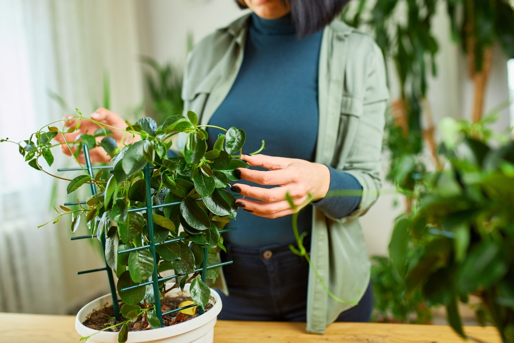 Why Gardeners Are Falling in Love With Unusual Houseplants This Year