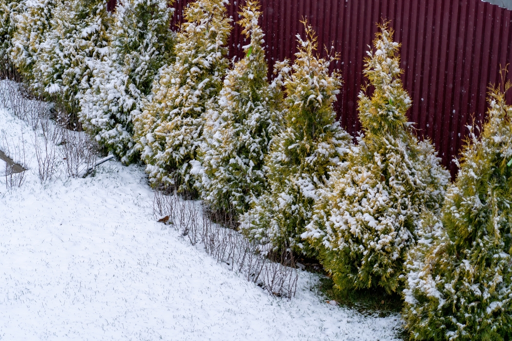 Your Garden Needs Winter Interest Even When Nothing’s Blooming