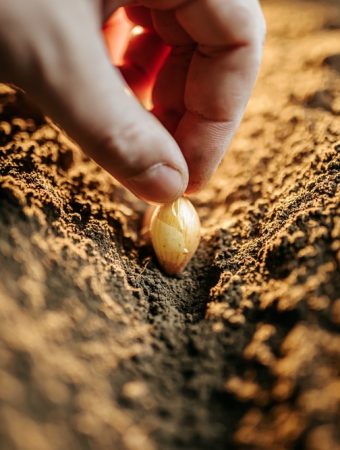 Here Are 12 Holiday Seed Swap Ideas for Garden Communities