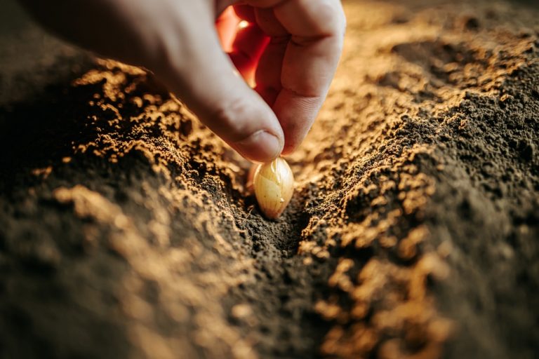 Here Are 12 Holiday Seed Swap Ideas for Garden Communities